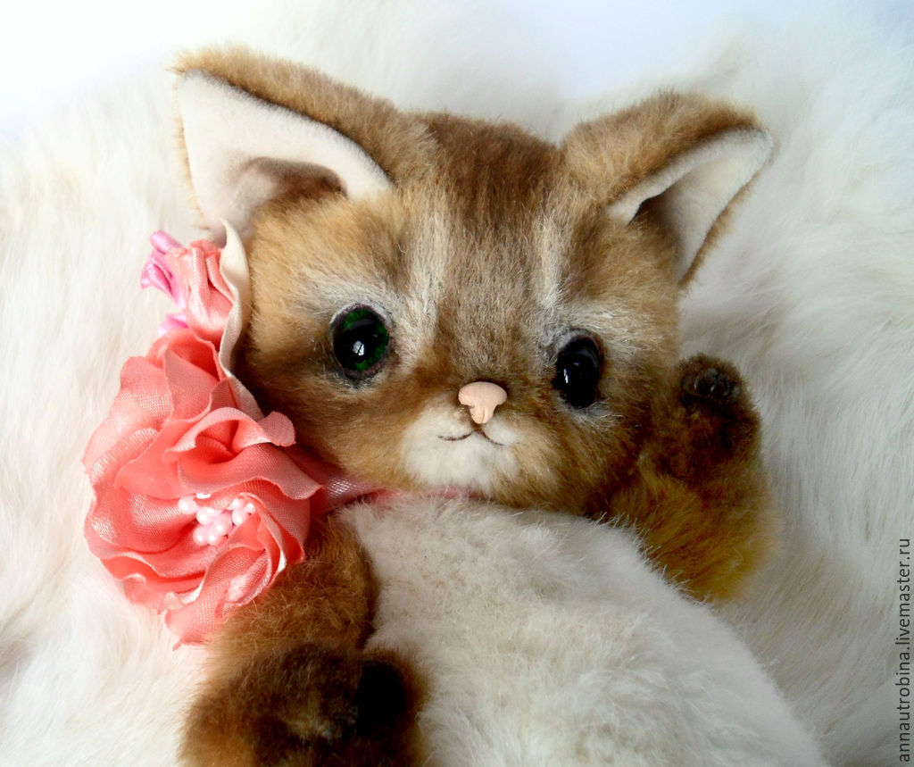 Cat Somali: photo. Somali cat: character, reviews Cat Somali: photo. Somali cat: character, reviews
