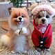 Order Juguetes: Spitz de lana. woolmiracle (woolmiracle). Livemaster. . Felted Toy Фото №3