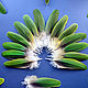 Перья попугая амазон, зелёные