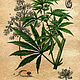 Cannabis: a botanical illustration in retro style. Pictures. katfray. My Livemaster. Фото №4