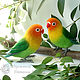 Lovebirds parrots, interior composition of wool felted parrots, Felted Toy, Sochi,  Фото №1