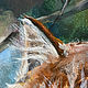 Картина рыжий кот Картина с животными Картина акрилом Лес пейзаж. Картины. АшеАрт Картины (asheart). Ярмарка Мастеров.  Фото №5