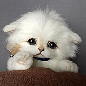 Teddy Marshmallow kitten