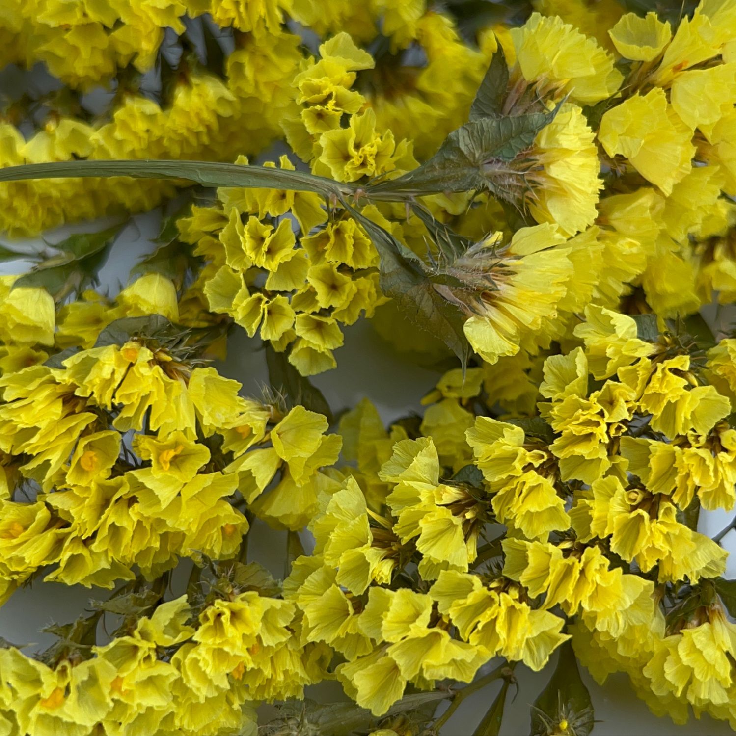 Статица (Limonium)