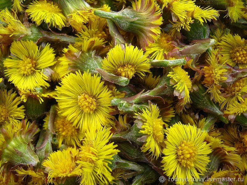 Мать-и-мачехи цветы. Сбор 2022 г – купить на Ярмарке Мастеров – IS9AHRU ...