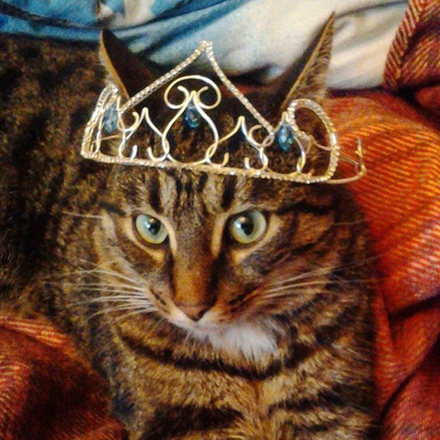 Самая эффектная модель - мой кот Феанор!