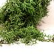 Заказать Кипарис Калифорнийский Пучок Живая зелень Новогодняя флористика. DARK FLORIST Флористика Декор ЦВЕТЫ. Ярмарка Мастеров. . Елки Фото №3
