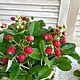 Земляника в деревянном ящике. Элементы интерьера. Николаева Ирина. Created flowers.. Ярмарка Мастеров.  Фото №4
