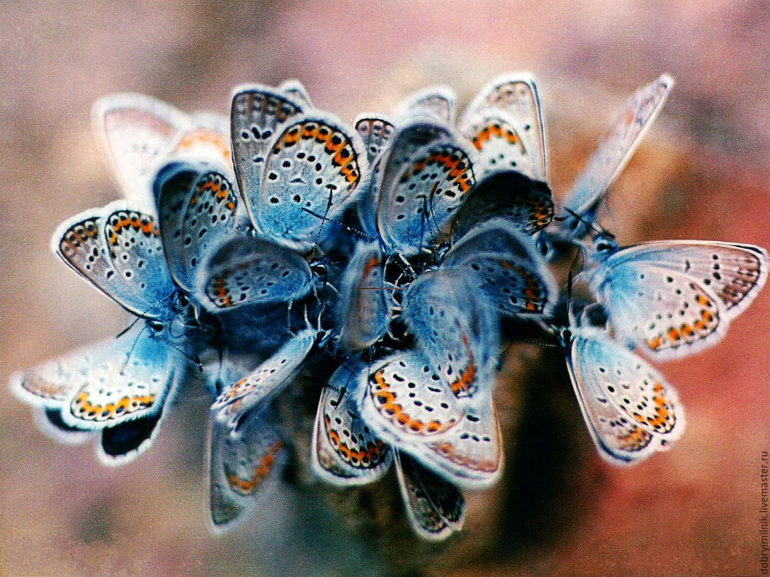 Ацетозея бабочка