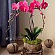 Орхидея из холодного фарфора, Комнатные растения, Владивосток,  Фото №1