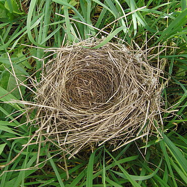 7 абсолютно очаровательны птица гнездо поделок вы должны сделать...