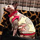 Clothing for cats 'Stars'. Pet clothes. Happy-sphynx. Online shopping on My Livemaster.  Фото №2