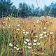 Картина природа:"Летние травы". Пейзаж маслом. Картины. Картины Лары Керан. Интернет-магазин Ярмарка Мастеров.  Фото №2