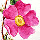 Ботаническая живопись акварелью `Шиповничек` на  акварельной бумаге плотностью 300гм2

размер 21х29,7 с