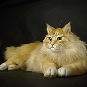 Мраморный котенок табби в стиле тедди натюр