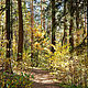 Фотокартина 50×70 см: Осенний пейзаж (№3), авторский фотопринт в раме, Фотокартины, Санкт-Петербург,  Фото №1