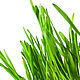 Фотография для печати " Зеленая трава" на белом фоне. Фотографии. Good morning. Интернет-магазин Ярмарка Мастеров.  Фото №2