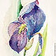 Watercolor. Watercolor miniature. Flowers. IRIS. Pictures. ArtShipilina. Online shopping on My Livemaster.  Фото №2