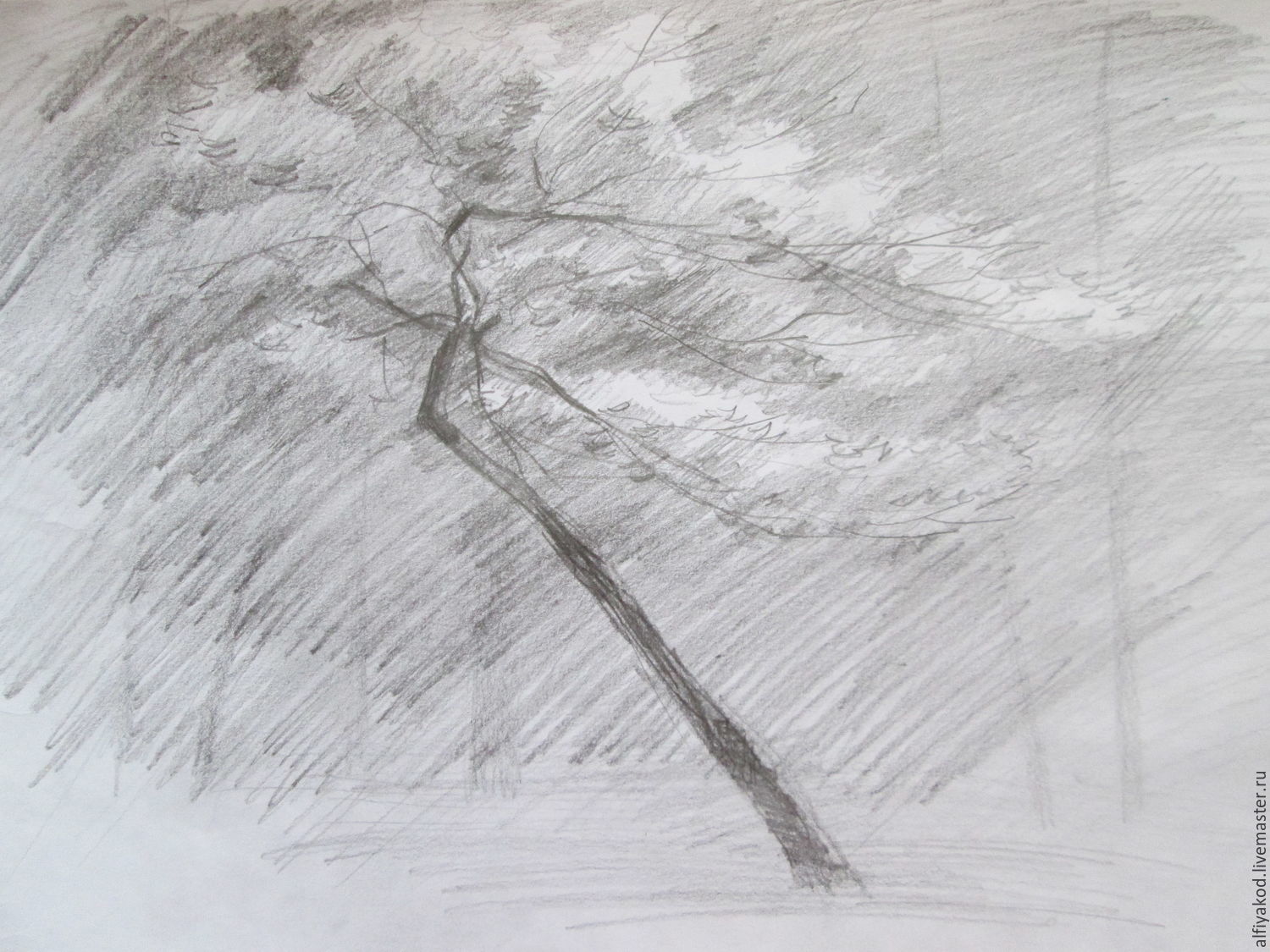 Дерево рисунок карандашом простой под дождем