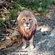 Just a King / Lion felted from wool / Lion. Felted Toy. Woolen Zoo. My Livemaster. Фото №6