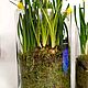 Заказать Первоцветы в Цилиндре 30см Весеники на 8 марта. DARK FLORIST Флористика Декор ЦВЕТЫ. Ярмарка Мастеров. . Подарки на 8 марта Фото №3