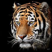 Картины: Тигр свирепый