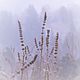 Set of photos ' Winter foggy morning', Fine art photographs, Krasnodar,  Фото №1