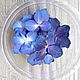 Гортензия синяя, 20 шт, Цветы сухие и стабилизированные, Краснодар,  Фото №1