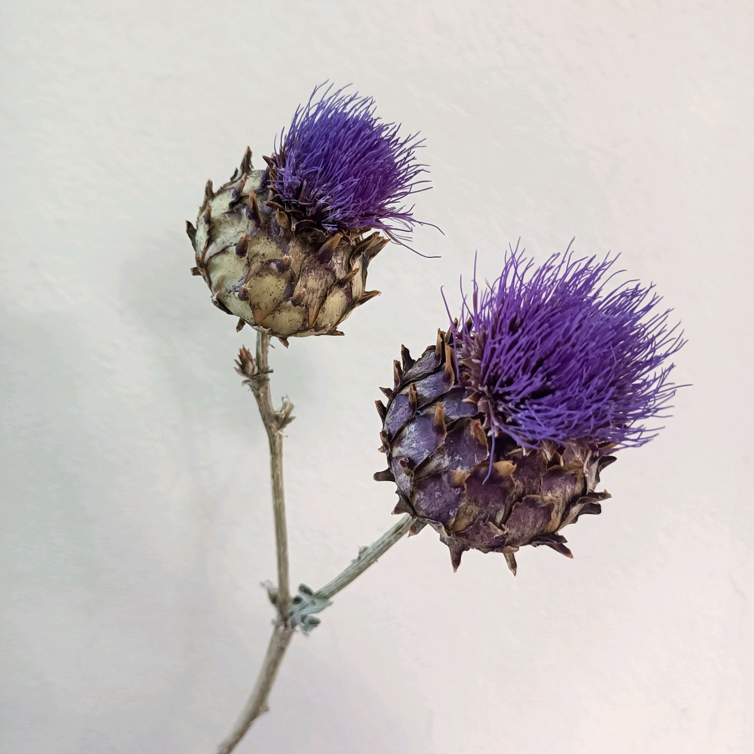 Артишок сухоцветы в интернет-магазине на Ярмарке Мастеров | Сухоцветы ...