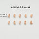 Order The embryo 5-6 weeks of pregnancy, memory after the loss of the fetus, the embryo,. asbaik (asbaik). Livemaster. . Miniature figurines Фото №3