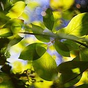 Картины и панно handmade. Livemaster - original item Photo pictures nature summer, Bright green leaves 