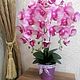 Орхидея фаленопсис, Цветы, Балашиха,  Фото №1