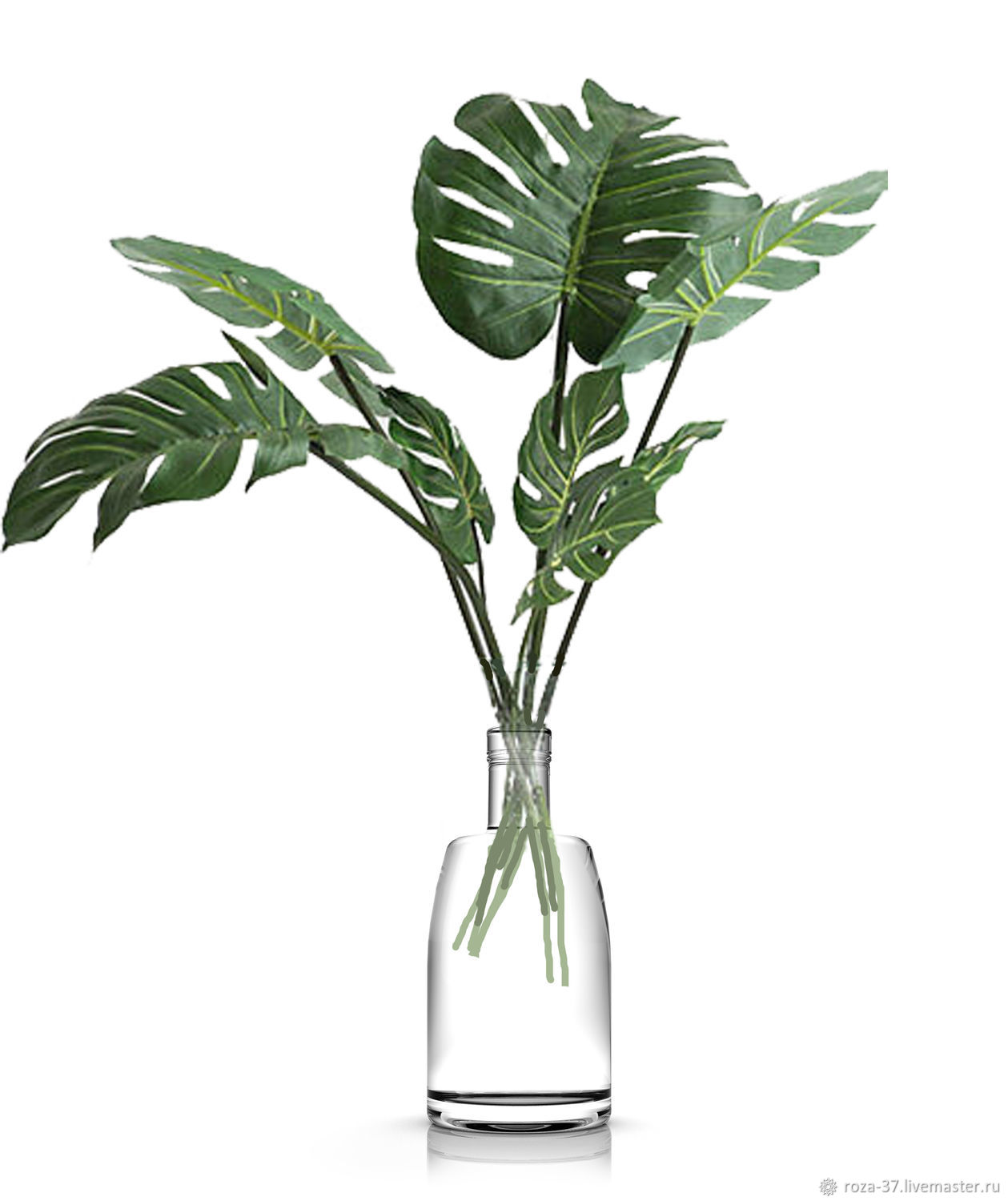 Пальма Monstera