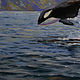 Order Order an oil painting | Killer Whales | Buy an oil painting. pirogov-maxim. Livemaster. . Pictures Фото №3