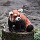 Красная панда, Войлочная игрушка, Армавир,  Фото №1