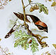 Painted porcelain. Plate 'Birds of England'. Plates. Frida Gots. Online shopping on My Livemaster.  Фото №2