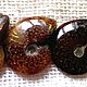 Ammonites (ancient molluscs) Madagascar, Cabochons, St. Petersburg,  Фото №1