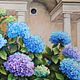 Hydrangea is the color of the sky. oil on canvas 100h100. Pictures. Tatiana Chepkasova. My Livemaster. Фото №4