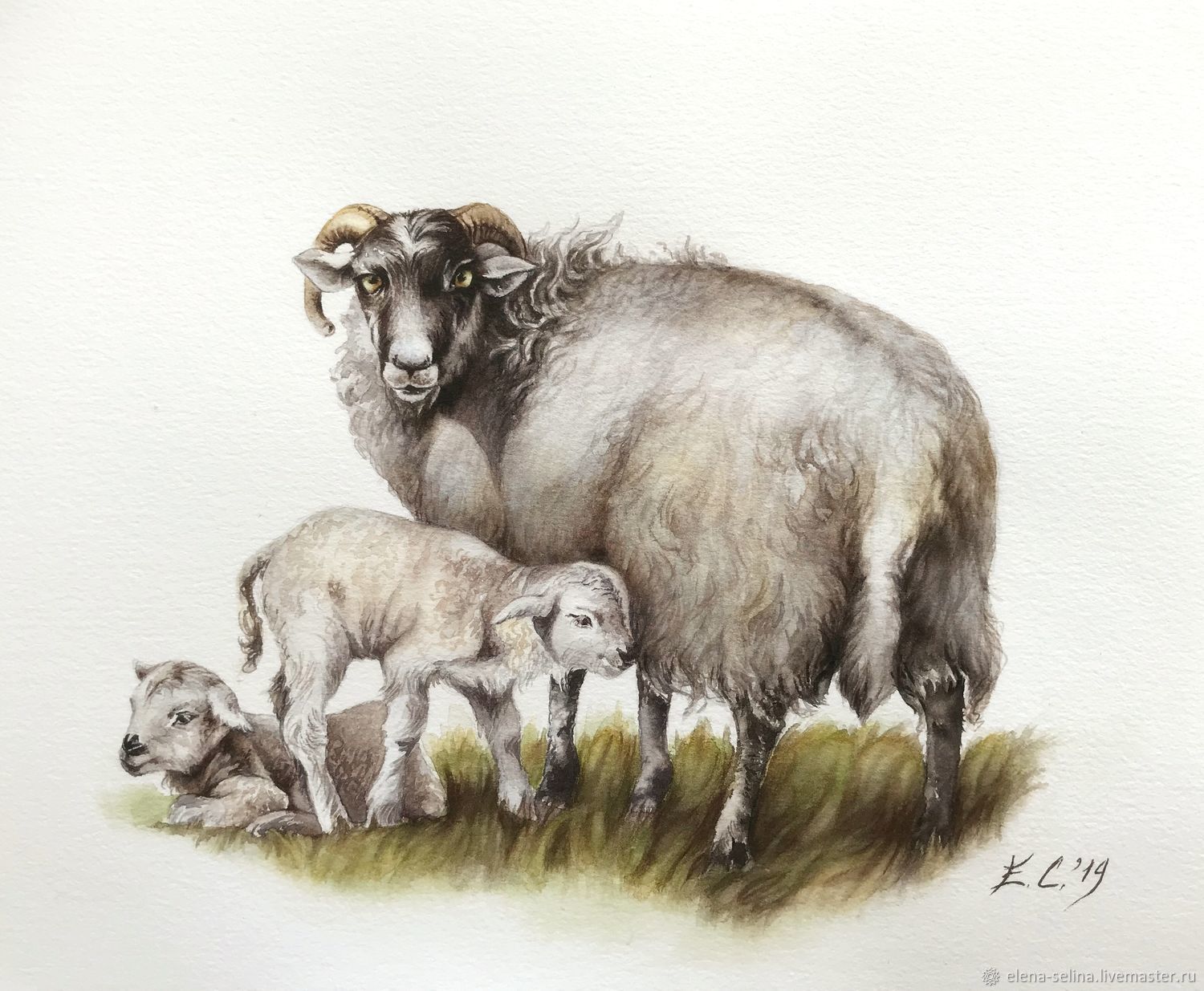 Семейка овцы