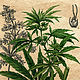 Cannabis: a botanical illustration in retro style. Pictures. katfray. My Livemaster. Фото №5