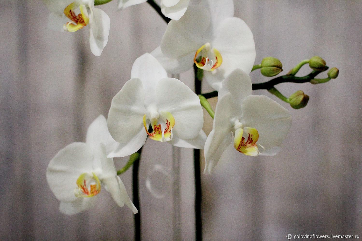 орхидея алабастер фото
