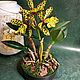 Орхидея Cattleya aclandiae, Цветы, Солнечногорск,  Фото №1