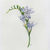 Картины и панно handmade. Livemaster - original item Freesia, Botanical watercolour. Handmade.