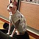 Clothing for cats 'Aircraft'. Pet clothes. Happy-sphynx. Online shopping on My Livemaster.  Фото №2