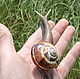 Snail with magnet or without, Figurines, Gelendzhik,  Фото №1