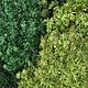Stabilized fern moss (1 kg) from the manufacturer. Natural materials. Антонина Литовкина - Озеленение (Планета Флористики). My Livemaster. Фото №4