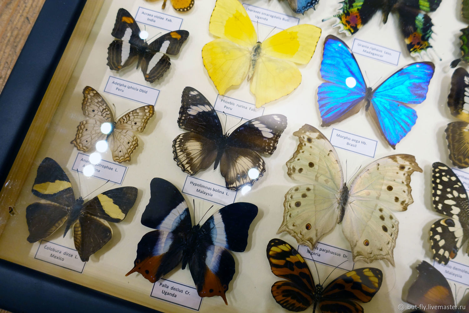 Выставка бабочек пермь колизей. Коллекция бабочек. Коллекционирование бабочек. Коллекция тропических бабочек. Бабочка магазин.