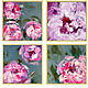 Pink square painting with a peony. Peonies on a dark background with oil. Pictures. Zabaikalie. My Livemaster. Фото №6