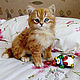 Котёнок, Мягкие игрушки, Запорожье,  Фото №1