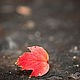 Одинокий лист осенний, гонимый ветром в никуда, Фотокартины, Москва,  Фото №1